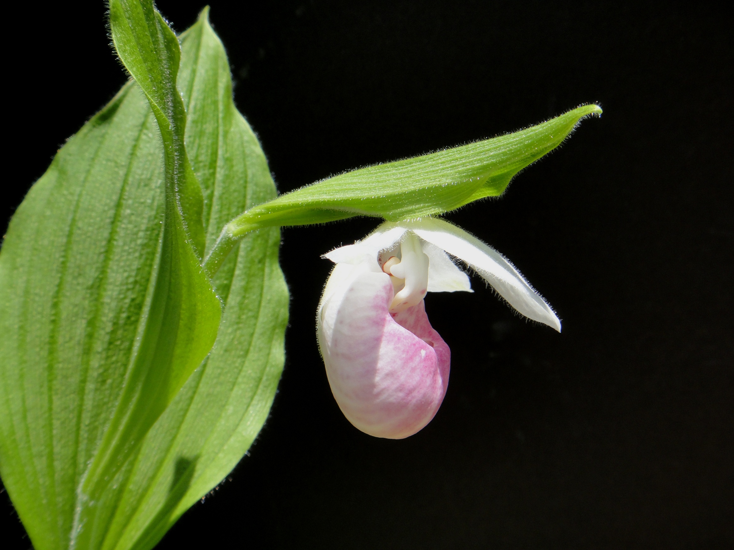 Cypripedium reginae Walter